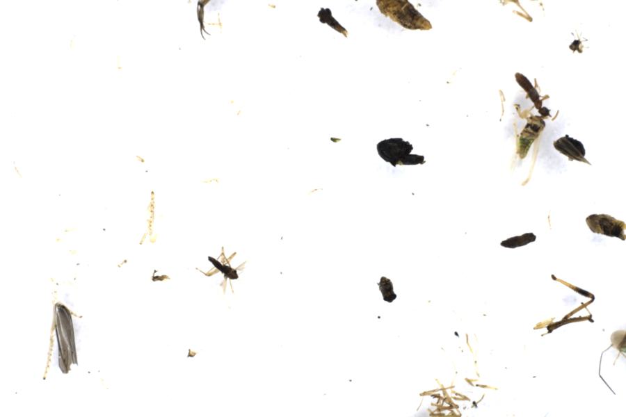 Image 36